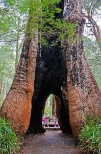 Read more about the article Valley of the Giants Treetop Walk, Western Australia.