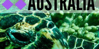 Turtle at Turquoise Bay – Top 6 Places To Snorkel In Australia – The Trusted Tra…