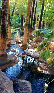 Read more about the article Zebedee Thermal Springs, Western Australia.