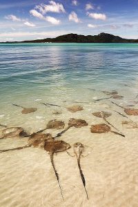 Read more about the article Whitehaven Beach, Queensland.