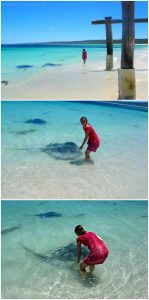 Read more about the article Meeting one of the friendly sting rays at Hamelin Bay near Margaret River in Wes…