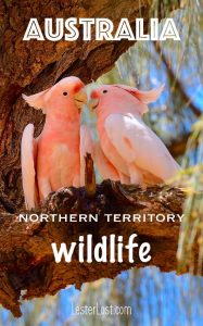 Read more about the article Travel Australia | Northern Territory | Australian Bush | Australian Wildlife | …