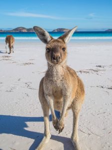 Read more about the article “Just Being A Beach Bum!”  Lucky Bay, Near Cape Arid, Western Australia.