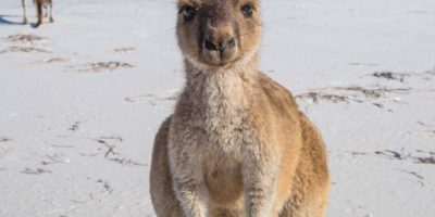 “Just Being A Beach Bum!”  Lucky Bay, Near Cape Arid, Western Australia.