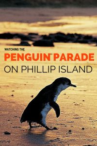 Read more about the article Top tips for watching the amazing penguin parade on Phillip Island in Victoria, …