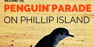 Top tips for watching the amazing penguin parade on Phillip Island in Victoria, …