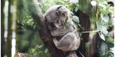 Travel Guide Hints & Tips for Planning a Trip to Australia #Australia #TravelAdv…