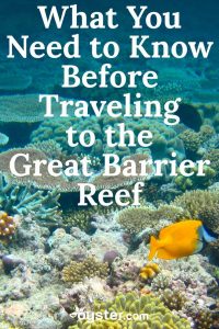 Read more about the article Whether you're an avid scuba diver or amateur snorkeler, a trip to the Great…