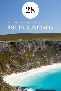 Read more about the article South Australia is the home to some of Australia's best wildlife experiences…