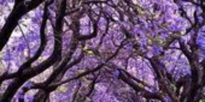 Jacaranda Tree Tunnel, Sydney, Australia #travel #Australia