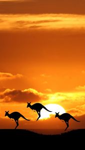 Read more about the article Kangaroos at sunset, Australia…one of the many reasons I want to go there.   -…