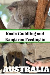 Read more about the article Koala Cuddling and Kangaroo Feeding at Lone Pine Koala Sanctuary near Brisbane w…