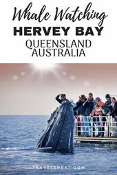 Read more about the article How to choose a Hervey Bay whale watching tour and why you should put Hervey Bay…