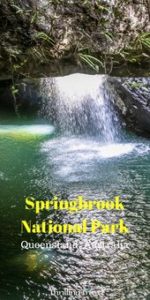 Read more about the article Walking through the Springbrook National Park in Gold Coast – Thrilling Travel  …