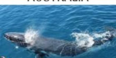 Whale watching in Hervey Bay Australia is an amazing experience you won’t forget…