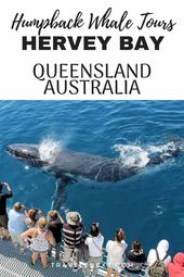 Read more about the article Whale watching in Hervey Bay Australia is an amazing experience you won’t forget…