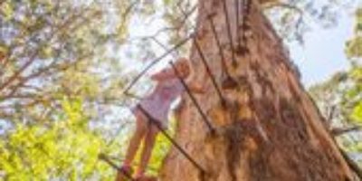 Would you like to climb a 60 meter high tree? then visit the Gloucester Tree in …