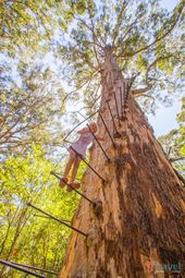 Read more about the article Would you like to climb a 60 meter high tree? then visit the Gloucester Tree in …