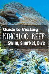 Read more about the article Visiting Ningaloo Reef was by far the highlight of our trip to Western Australia…