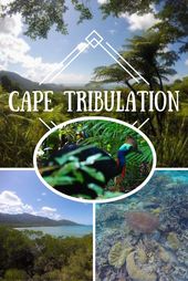 Read more about the article Ready to travel Australia? Don't miss out on a visit to Cape Tribulation in …