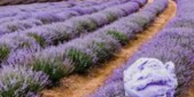 Tasmania Road Trip – Lavender Fields and Bay of Fires