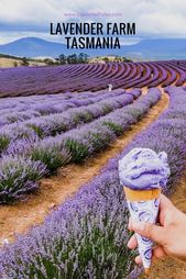 Read more about the article Tasmania Road Trip – Lavender Fields and Bay of Fires