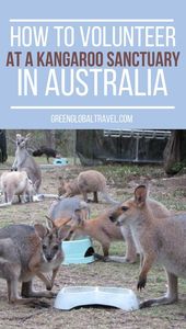 Read more about the article Read about our story from when we volunteered at a Kangaroo Sanctuary in Austral…