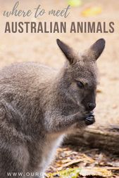 Read more about the article The Ultimate Guide to Australian Animal Encounters • Our Globetrotters