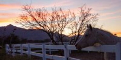 Life as a Horse Ranch Hand and Dog Rustler – RaulersonGirlsTravel